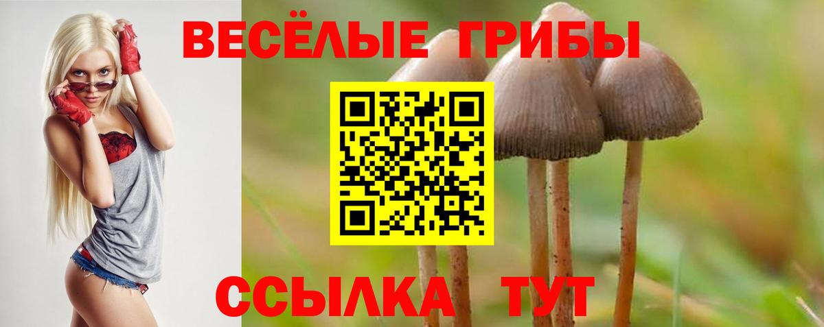 Псилоцибиновые грибы Psilocybine cubensis Сосновоборск